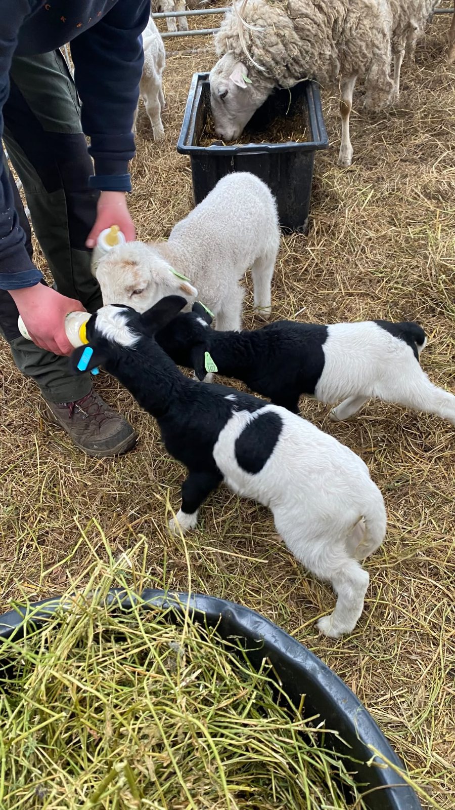 Meehelpen op de boerderij
