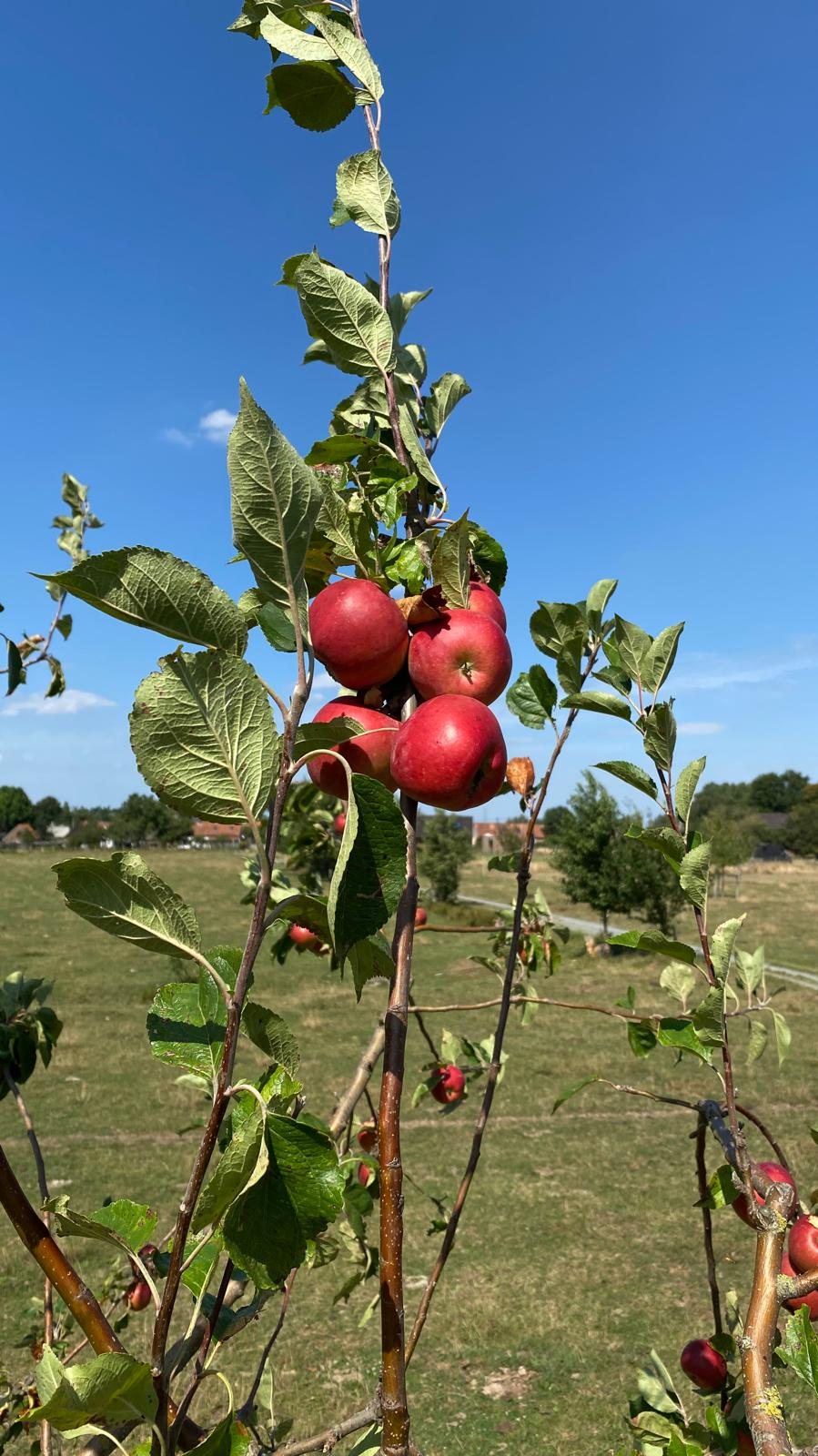 Fruit plukken en verwerken