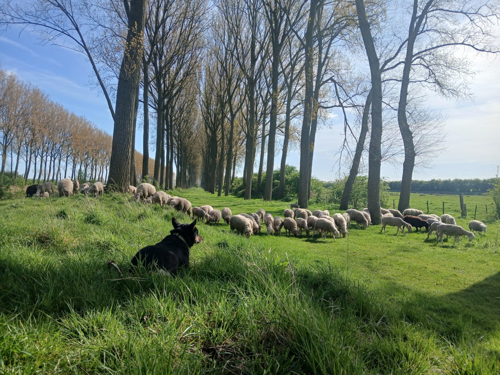 Meehelpen met het hoeden van de schapen